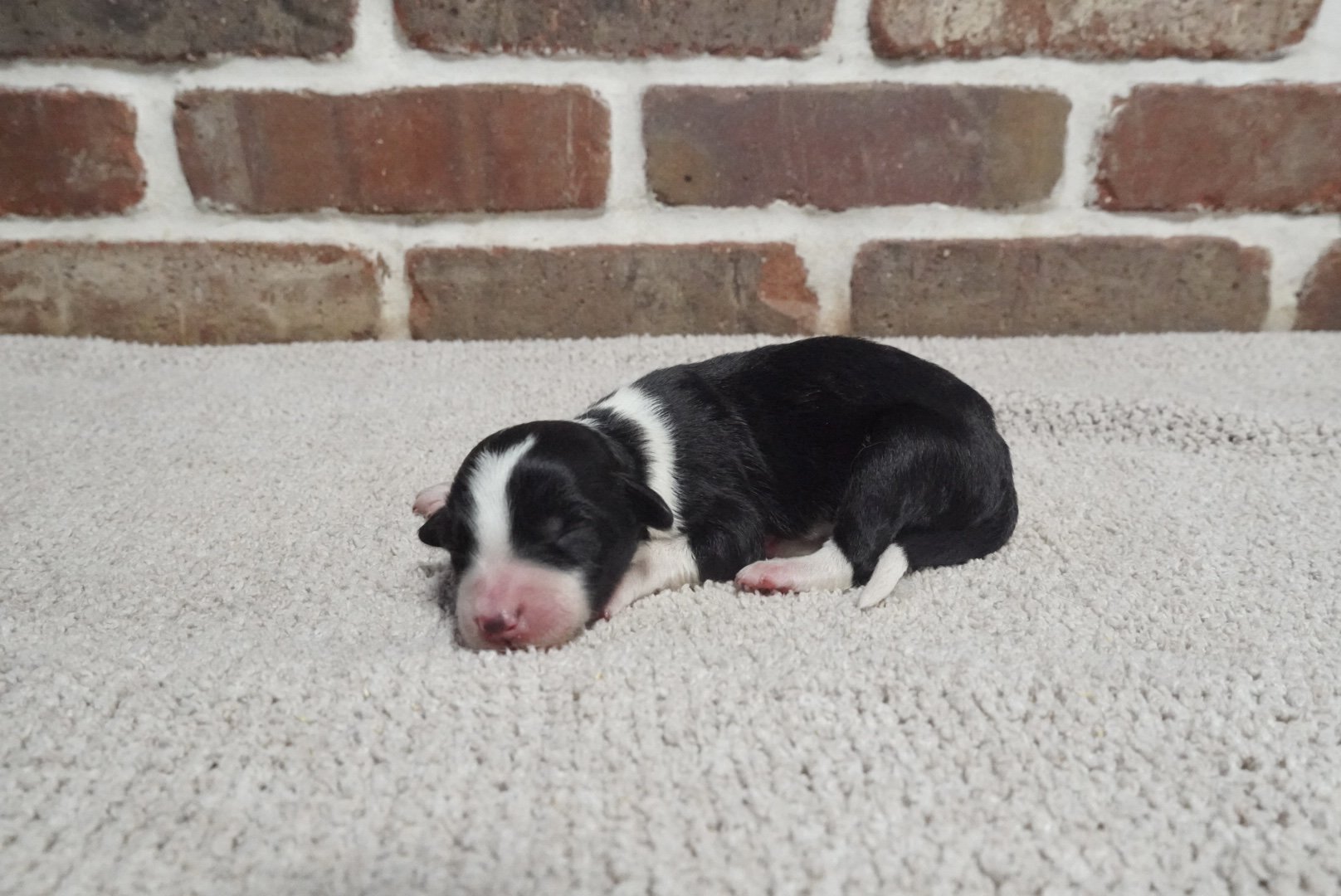 Muffin (Girl)