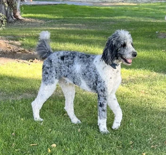 A standard Poodle with curly, gray and white fur standing on grass in a park.