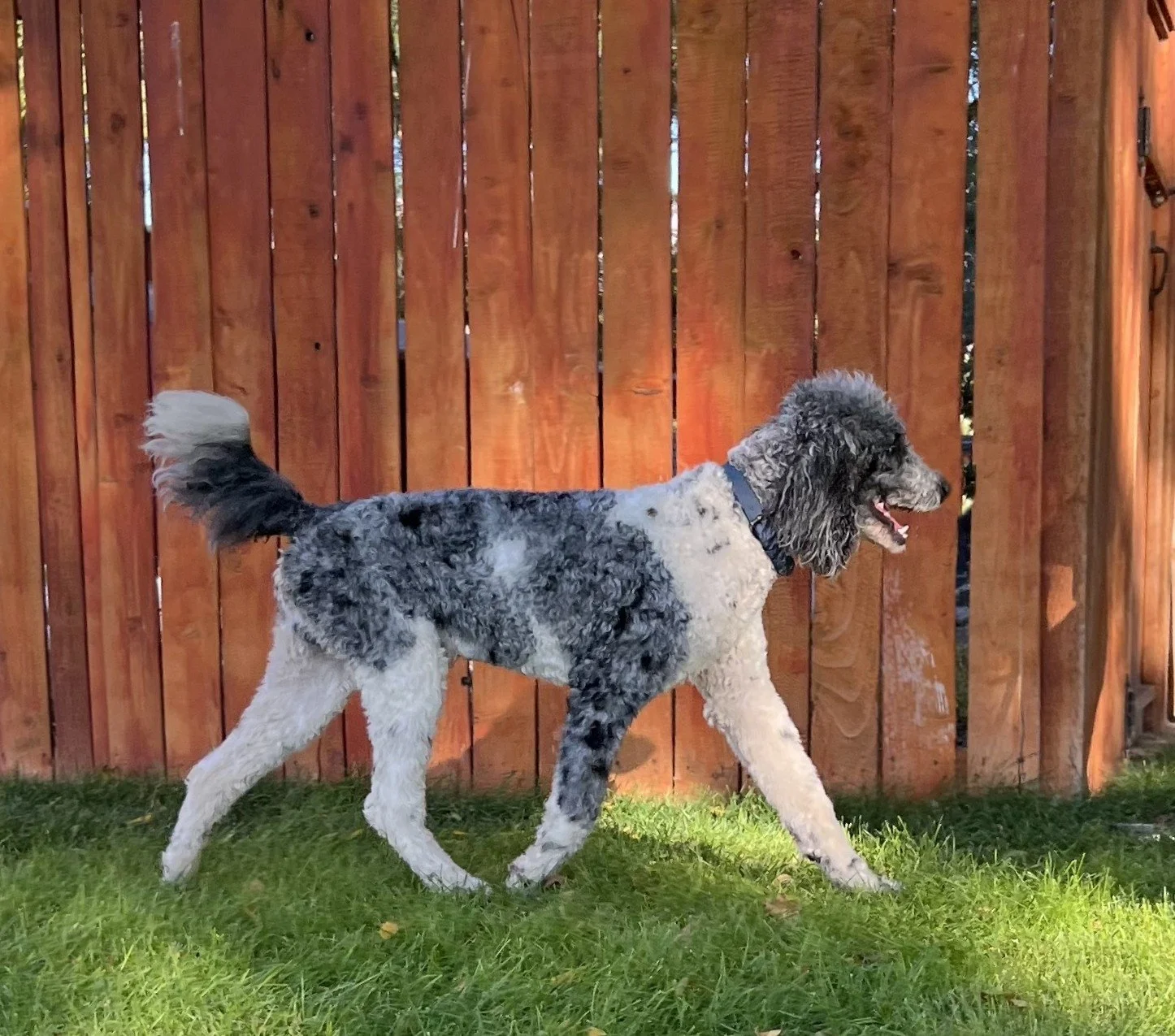 Blue merle dog with curly fur, walking on green grass in front of a wooden fence.