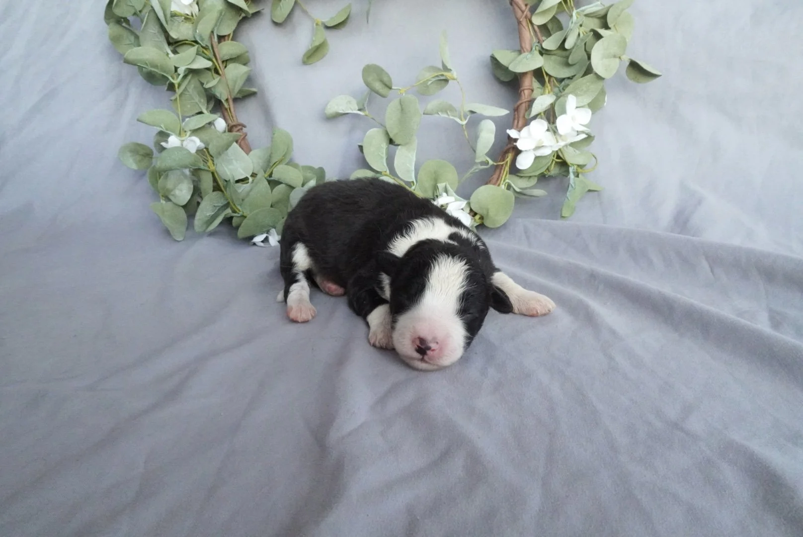 Domino (Boy)