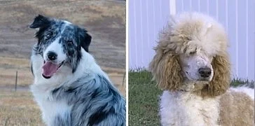 Bordoodle Puppies For Sale — Bordoodle Puppies for Sale