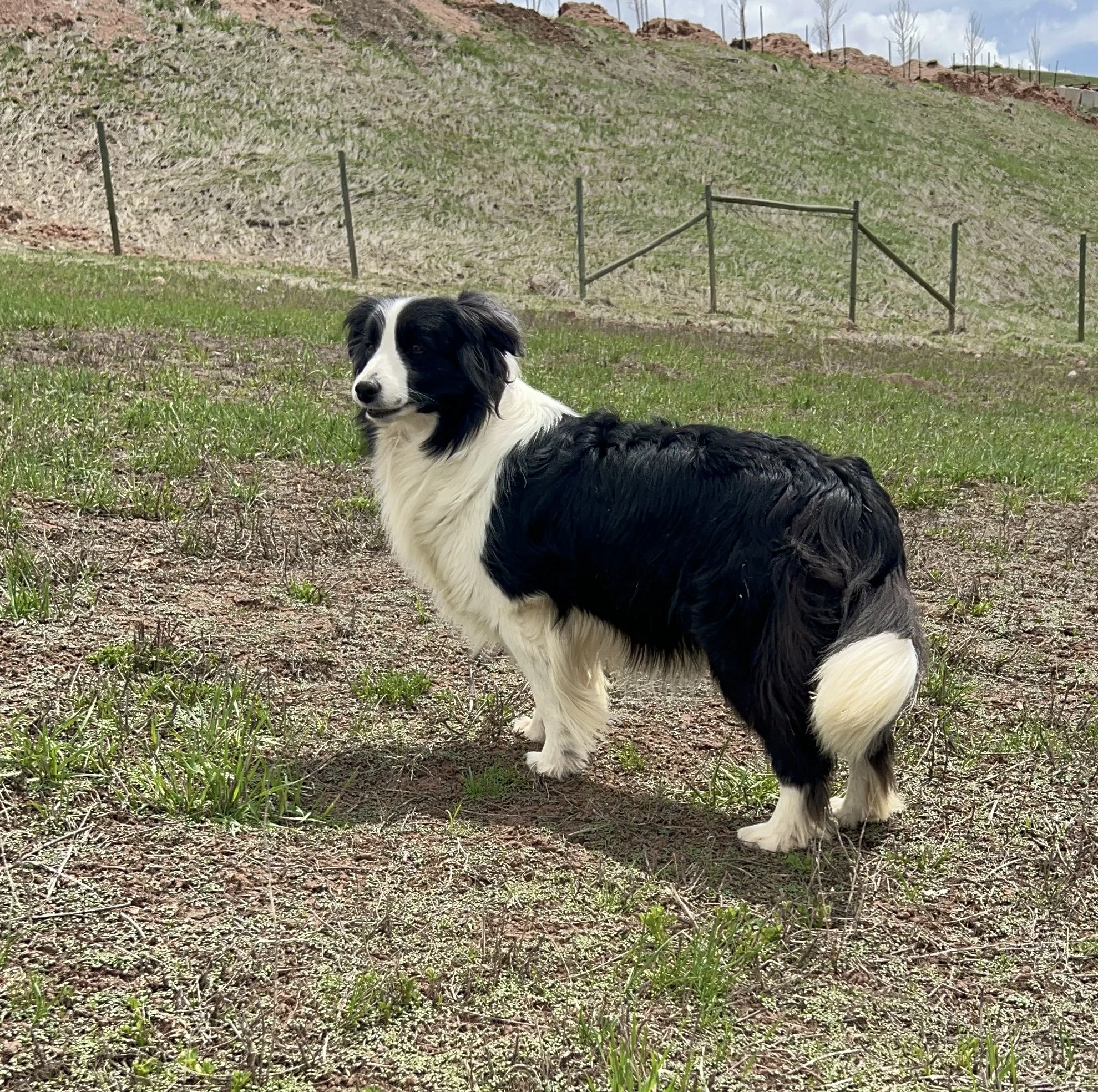 Show dog