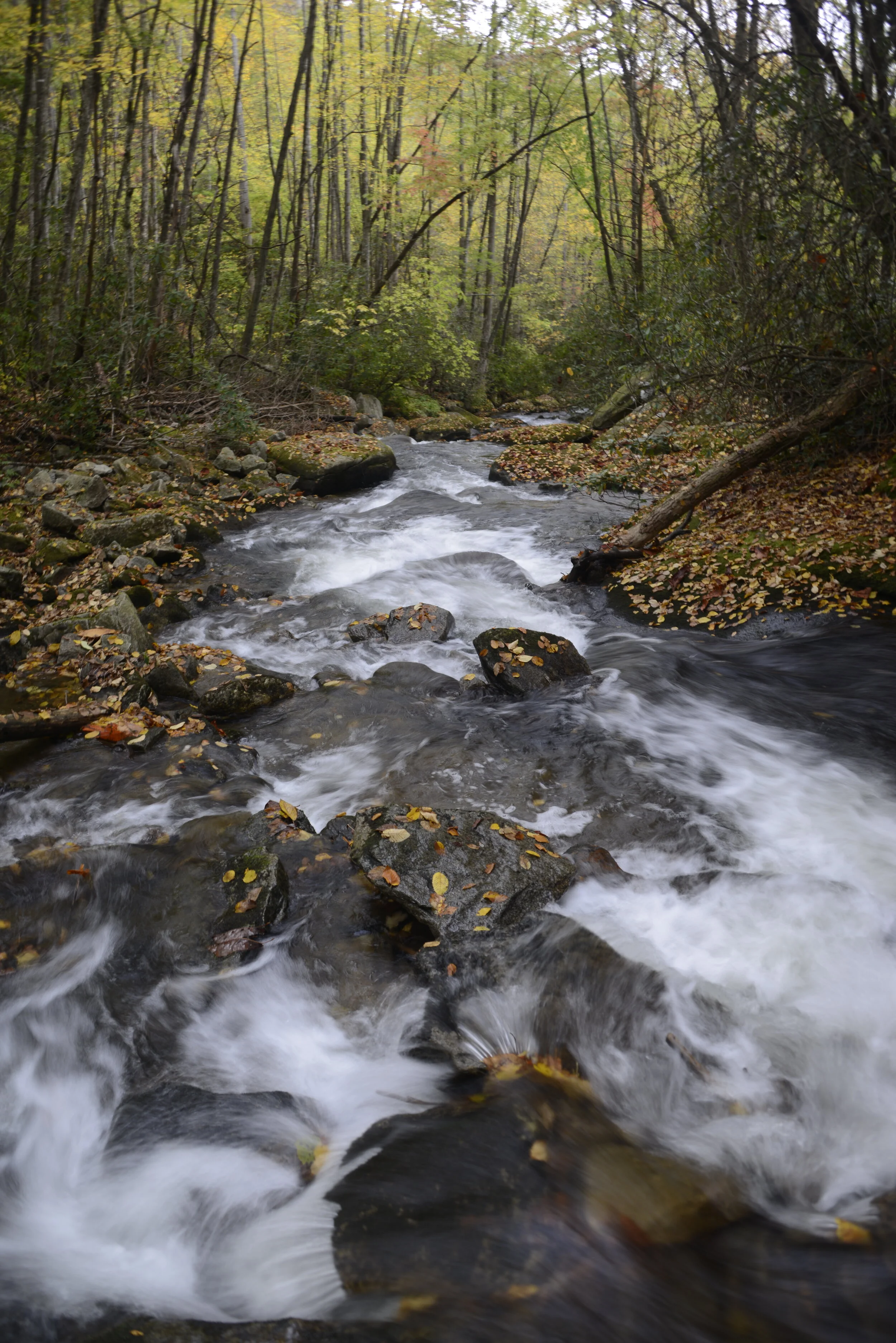 Fall Stream