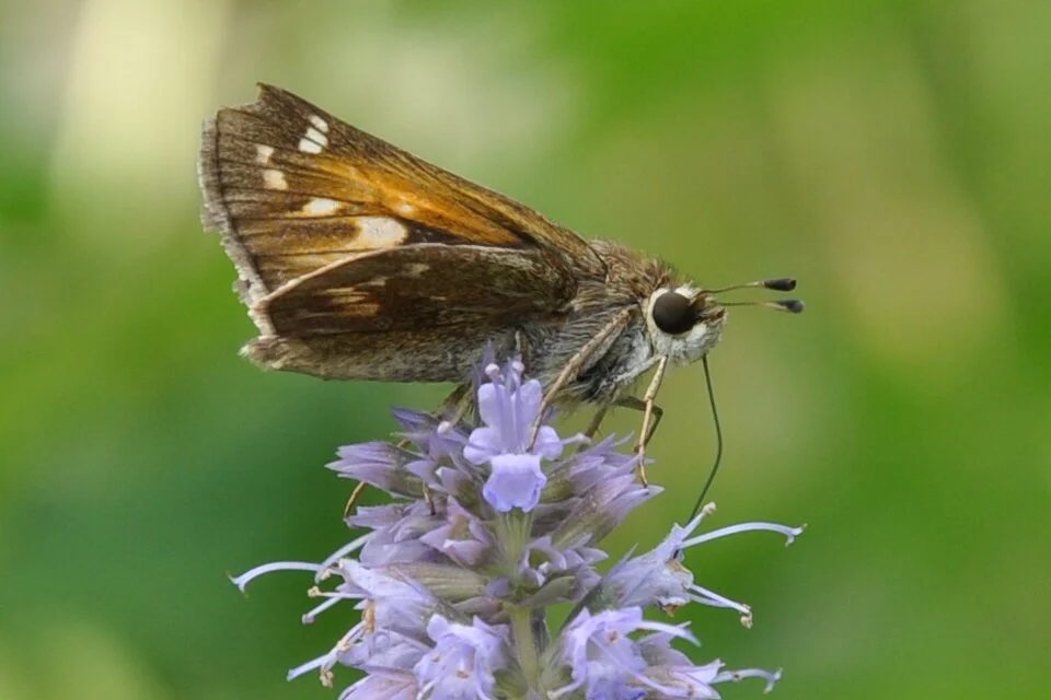 CSC_2049.JPG