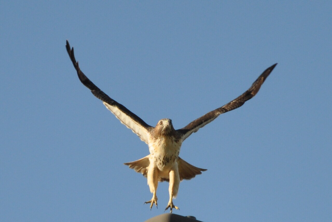 CSC_0925.JPG