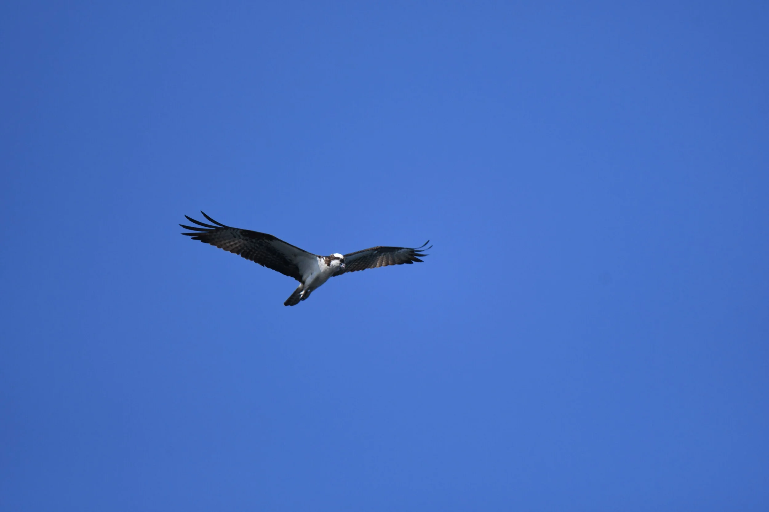 DSC_9582.JPG