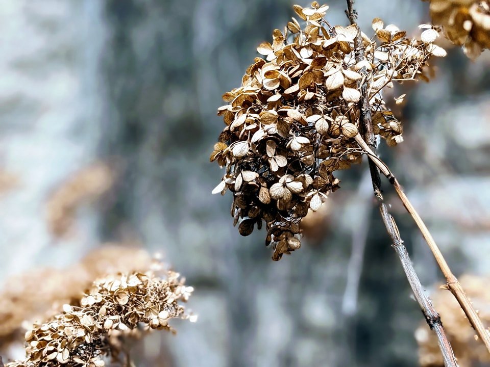 The hydrangeas in the courtyard are wonderful because they retain their beauty even when dried. But soon spring will bring green again!

If you're interested in gardening, we're always looking for more members of the garden committee.