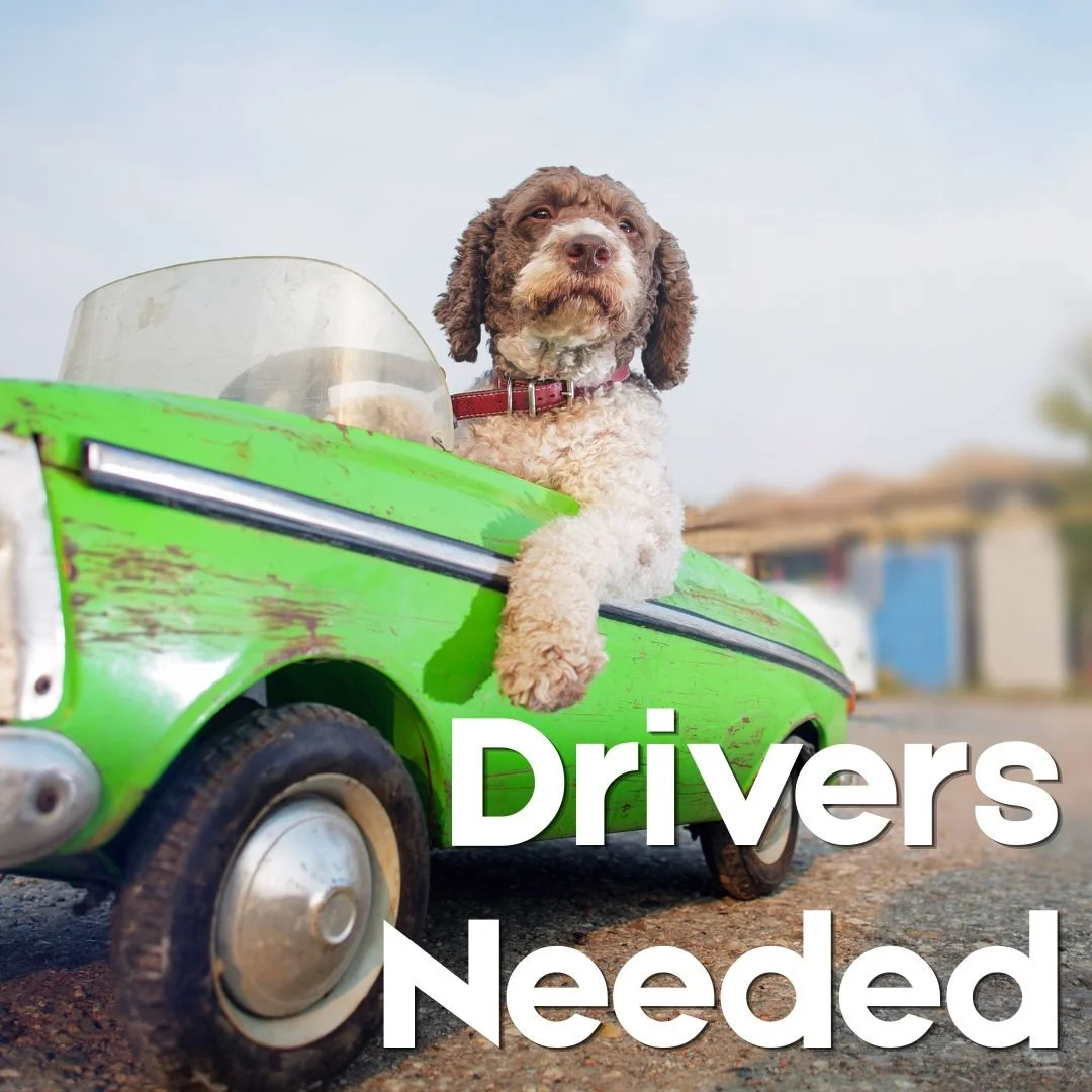 Drivers needed