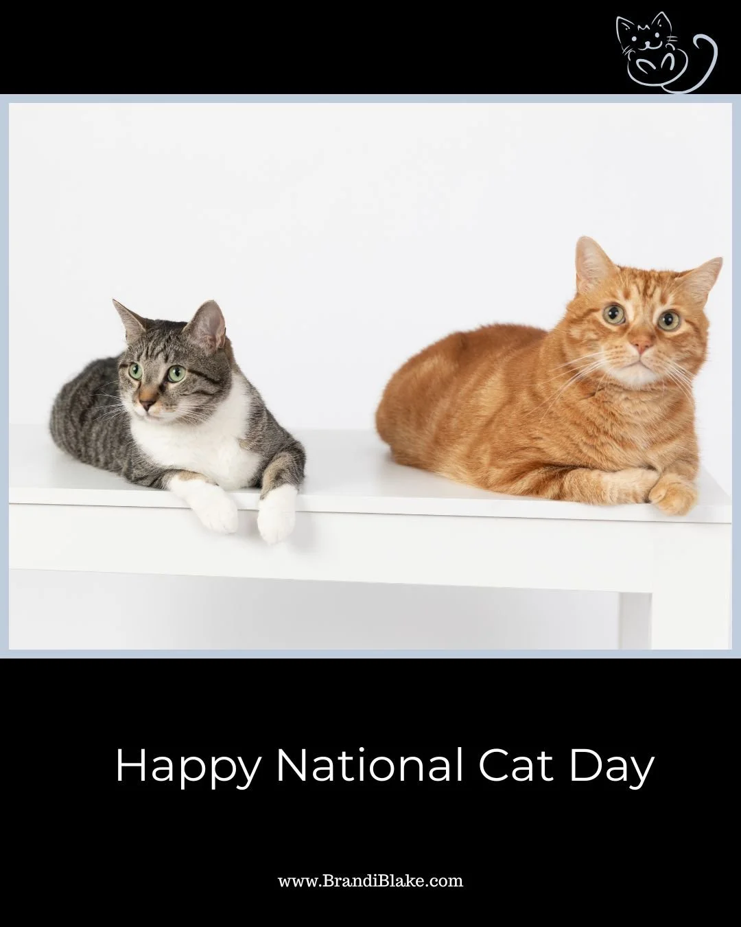 It&rsquo;s National Cat Day, and our &ldquo;Directors of Hospitality&rdquo; are taking their title very seriously. 🐾
Charlie&rsquo;s greeting committee is always on duty&hellip; and Lucy? Supervising from a comfy distance, of course. 💕
#NationalCat