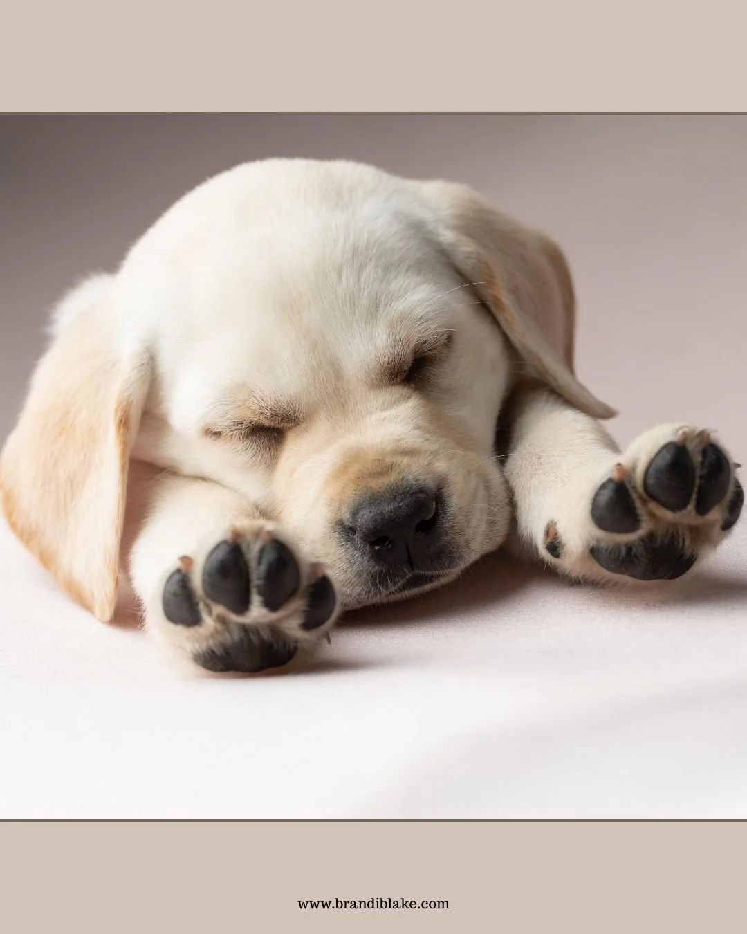 Snow weekend forecast:
✔️ Cozy naps
✔️ Warm blankets
✔️ Zero rush ❄️🐾

#southcarolina #snowdays #memories #columbiascphotographer #puppyportraits