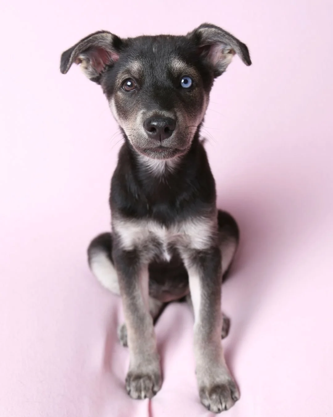 Yesterday was National Puppy Day&hellip; and I couldn&rsquo;t let it pass without sharing some of the pups who&rsquo;ve been in front of my camera 🐾

While the studio pups may stay behind the scenes (they definitely let me know when someone arrives)