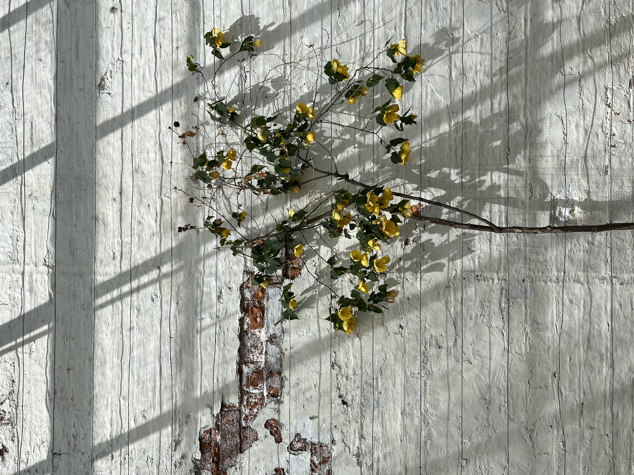 Linear Growth || Harewood House, West Yorkshire