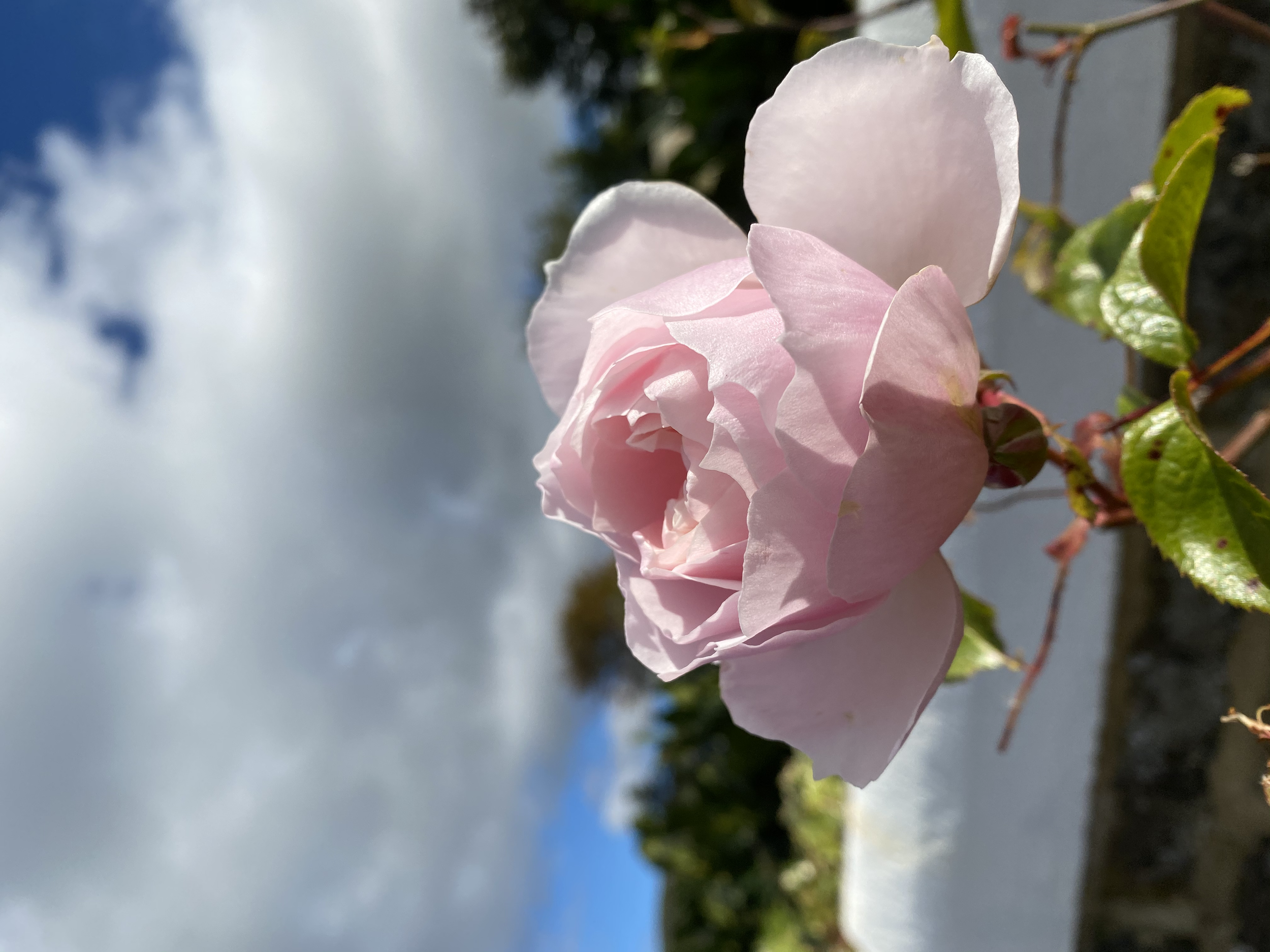 Patience || Settle, North Yorkshire