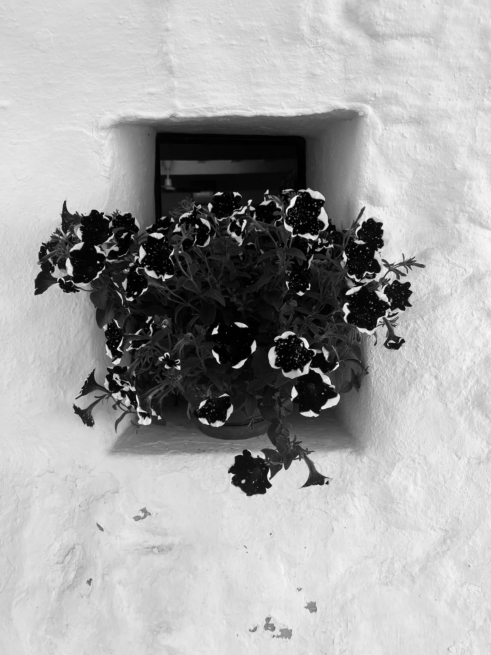 Monoflora || Es Mercadal, Menorca