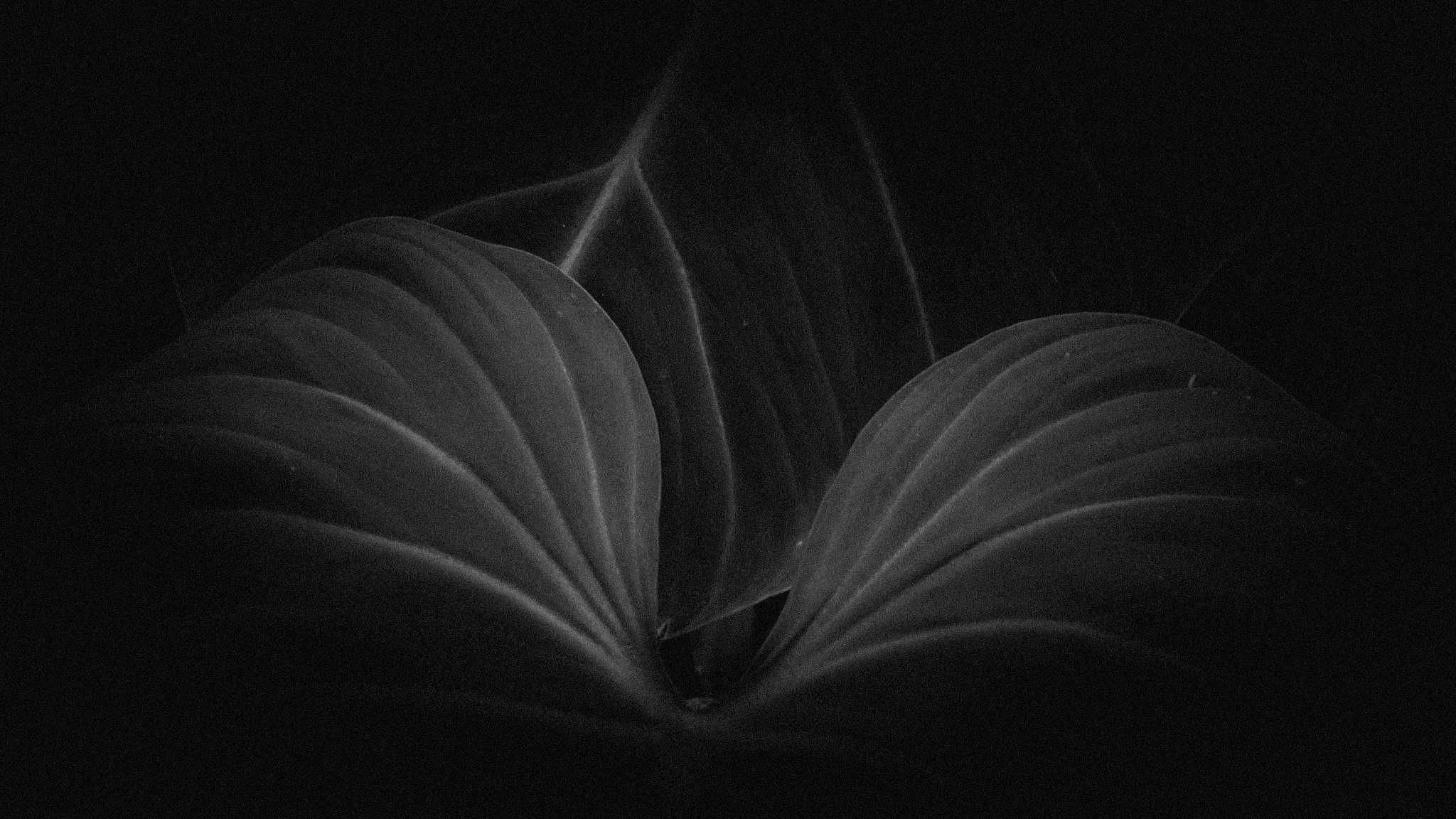 Velvet visions 3 || Royal Botanic Gardens, Edinburgh