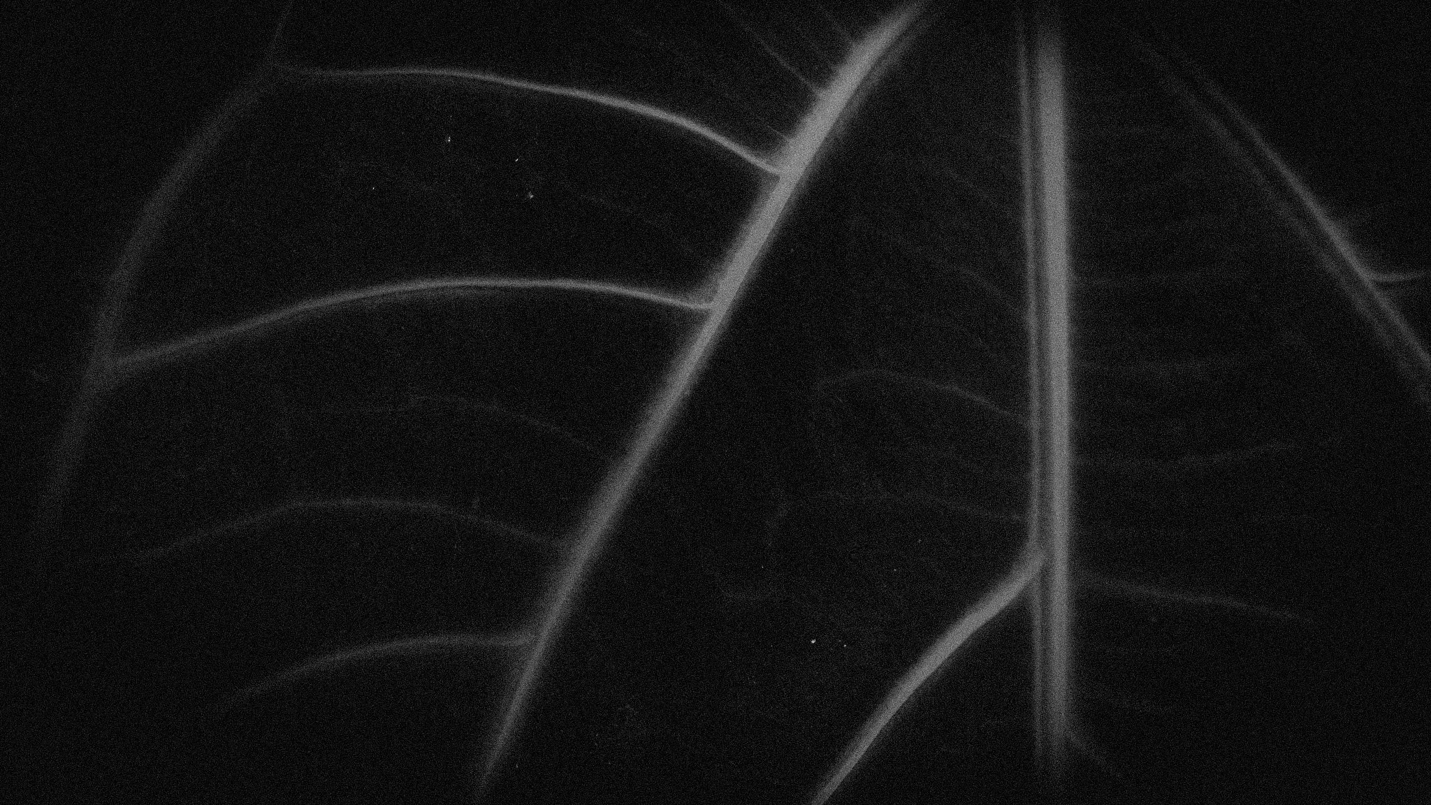 Human nature 2 || Royal Botanic Gardens, Edinburgh