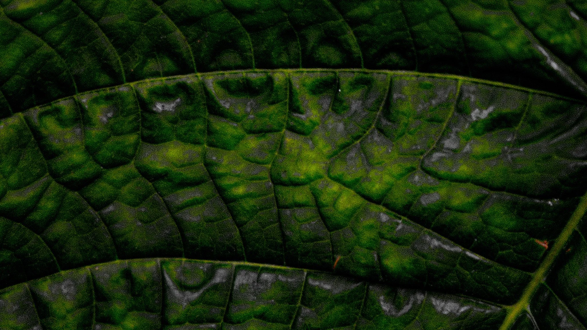 Leathered Leaves 1 || Royal Botanic Gardens, Edinburgh