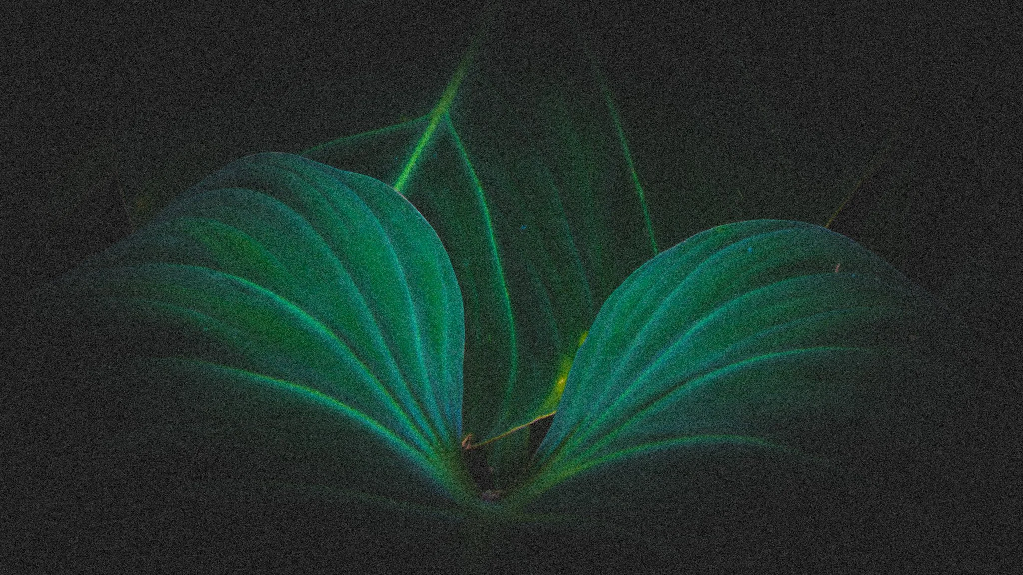 Velvet visions 2 || Royal Botanic Gardens, Edinburgh