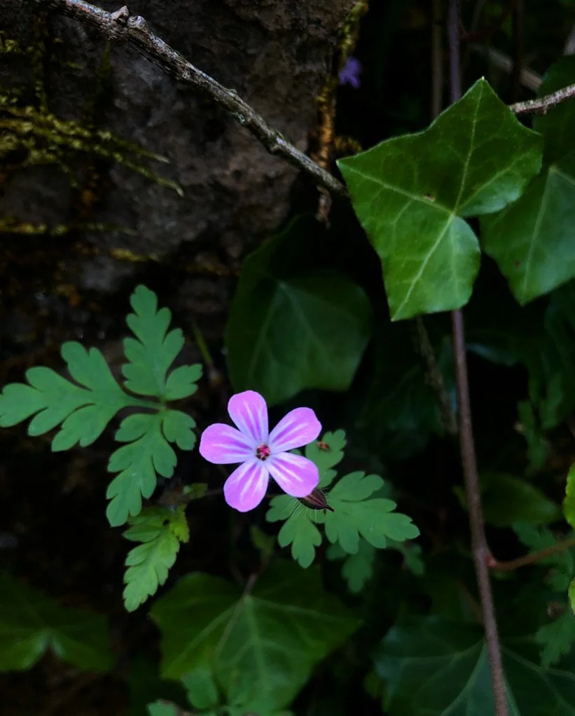 She sails || Royal Botanic Gardens, Edinburgh
