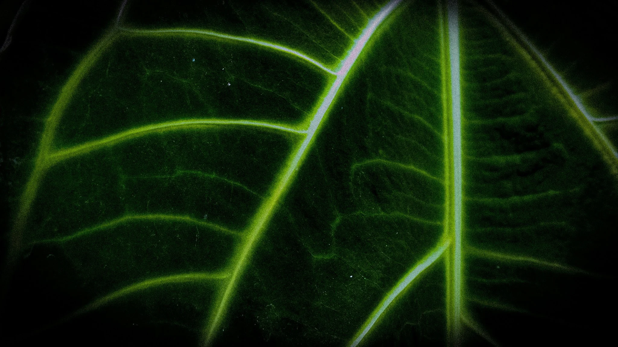 Human nature 4 || Royal Botanic Gardens, Edinburgh