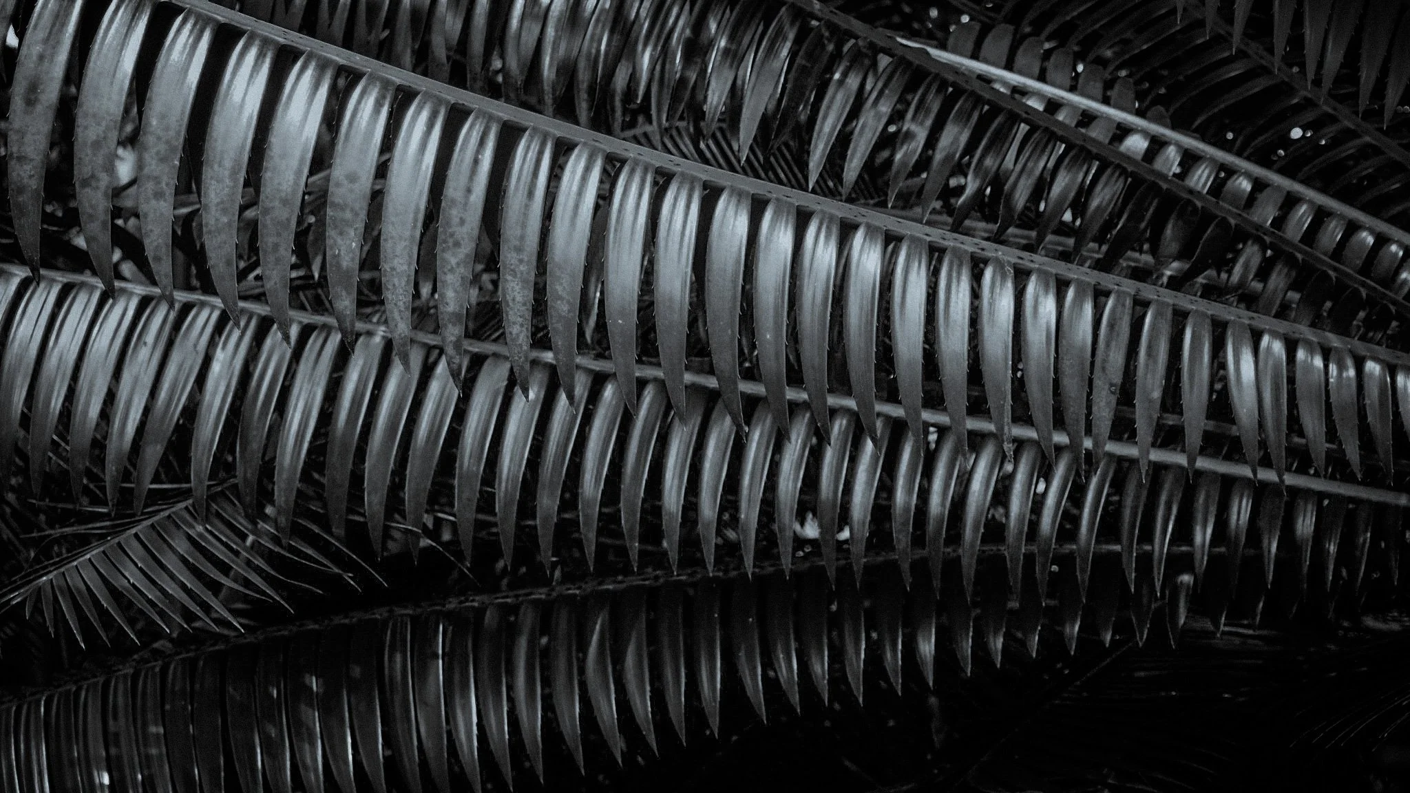 Orchestral lines 1 || Royal Botanic Gardens, Edinburgh