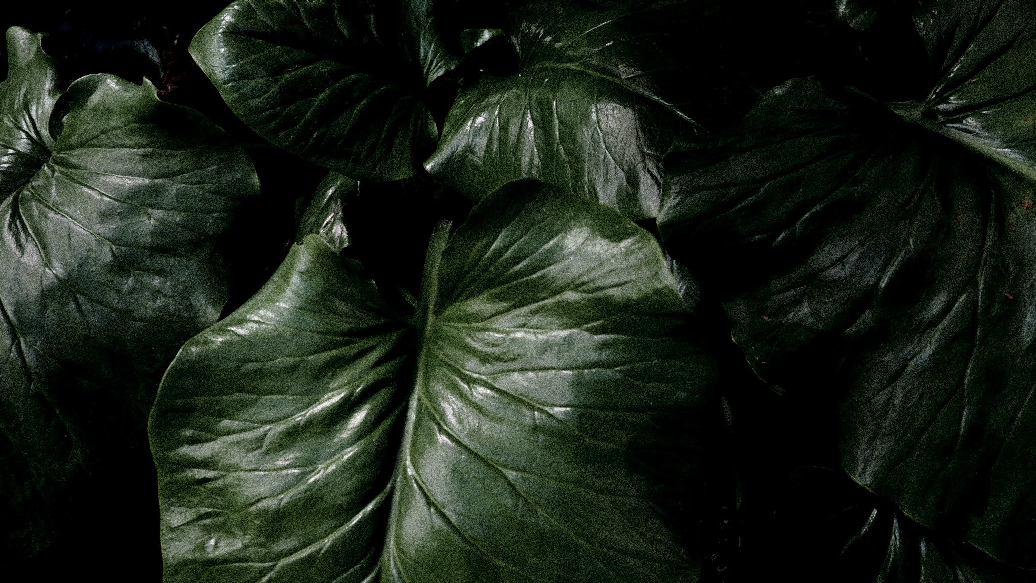 Leathered Leaves 2 || Royal Botanic Gardens, Edinburgh