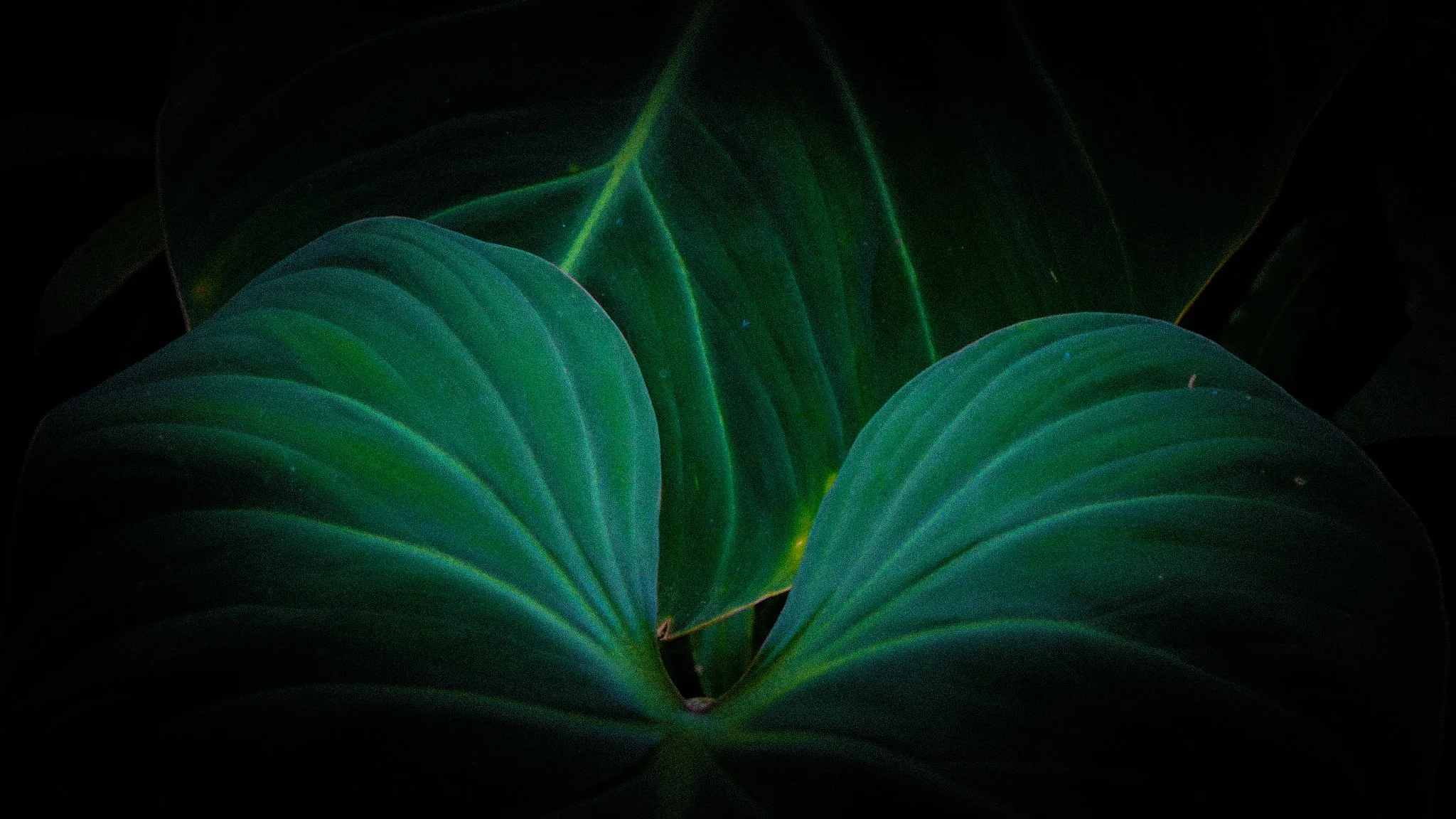 Velvet visions 1 || Royal Botanic Gardens, Edinburgh
