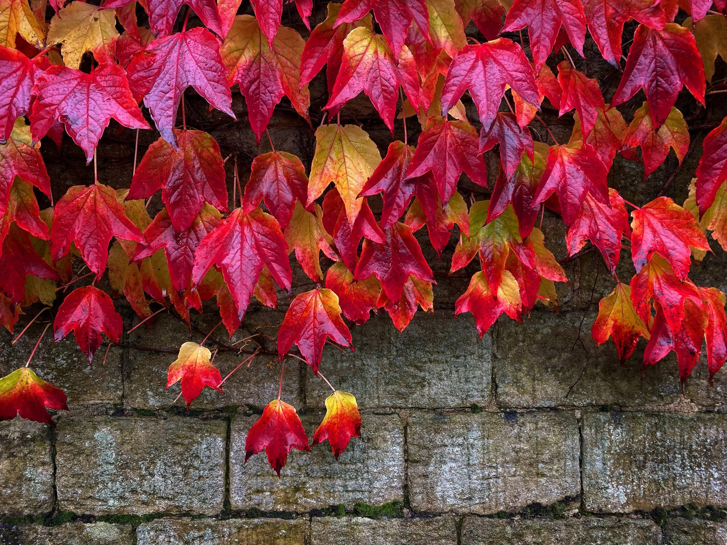 Cascade || Gargrave, North Yorkshire
