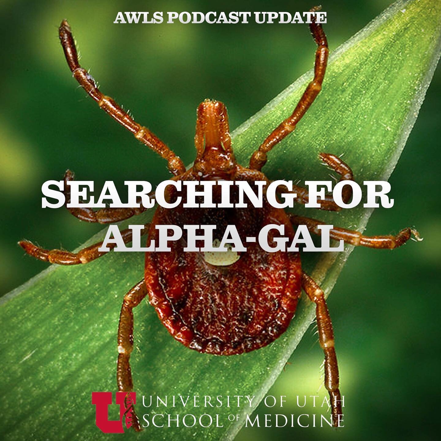 A 57 year old lady had a rash that despite extensive therapy, would not go away. Doctors went searching for the cause and found of all things - sugar - Alpha Gal.

Listen to our AWLS podcasts wherever you get your podcasts.
 
For more on wilderness m