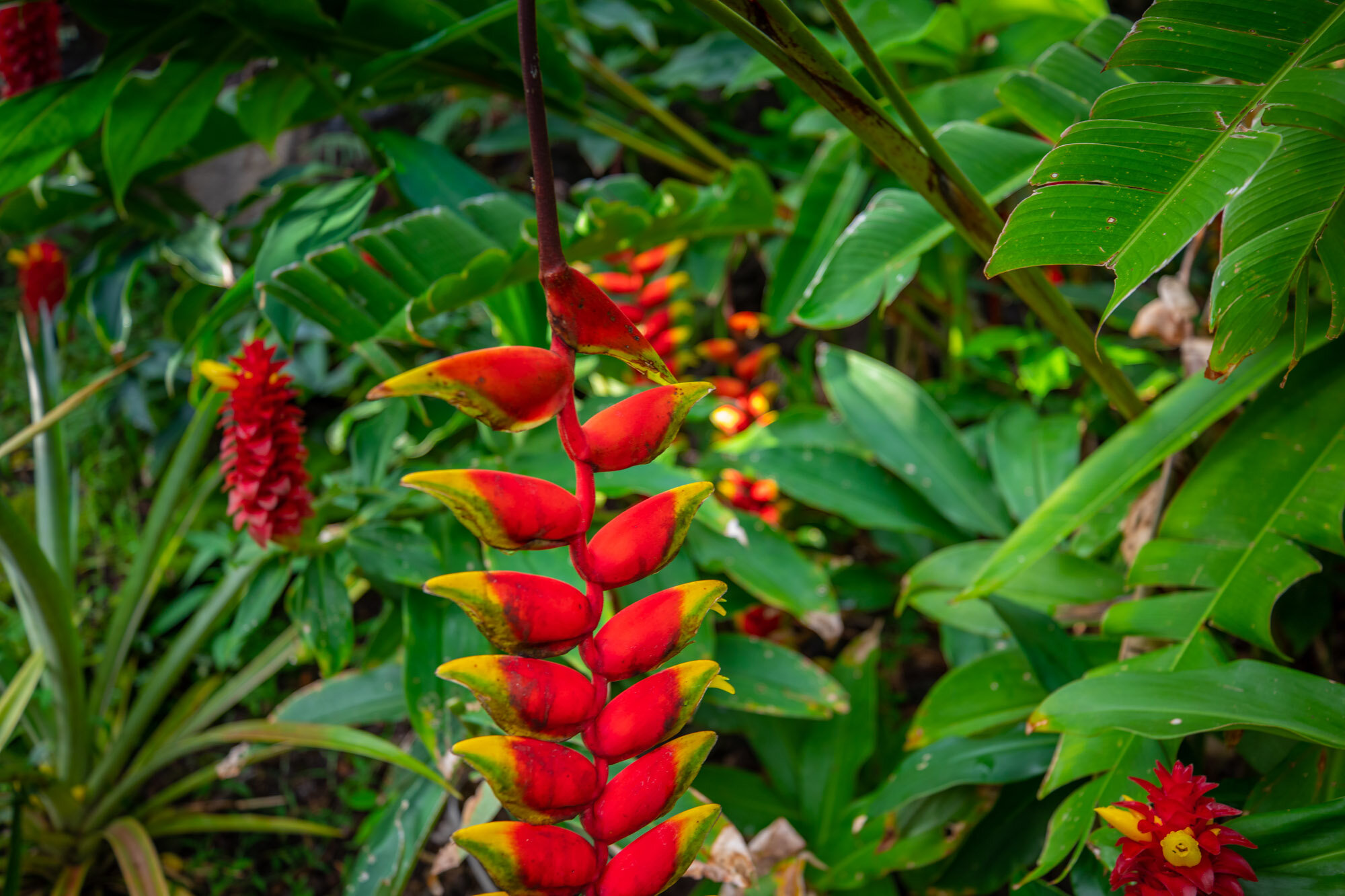 A tropical plant with a tall, red and yellow flower spike surrounded by green leaves.