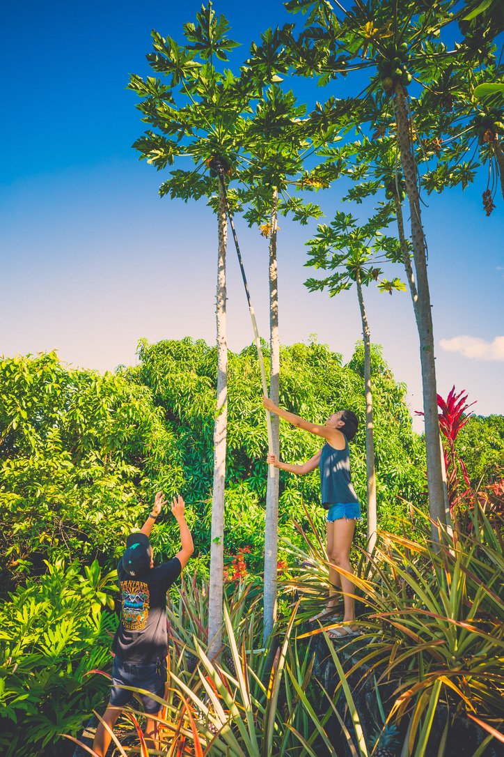 Two women in a lush tropical garden, one reaching up to pick fruit from tall trees and the other helping or guiding, surrounded by green foliage and a bright blue sky.