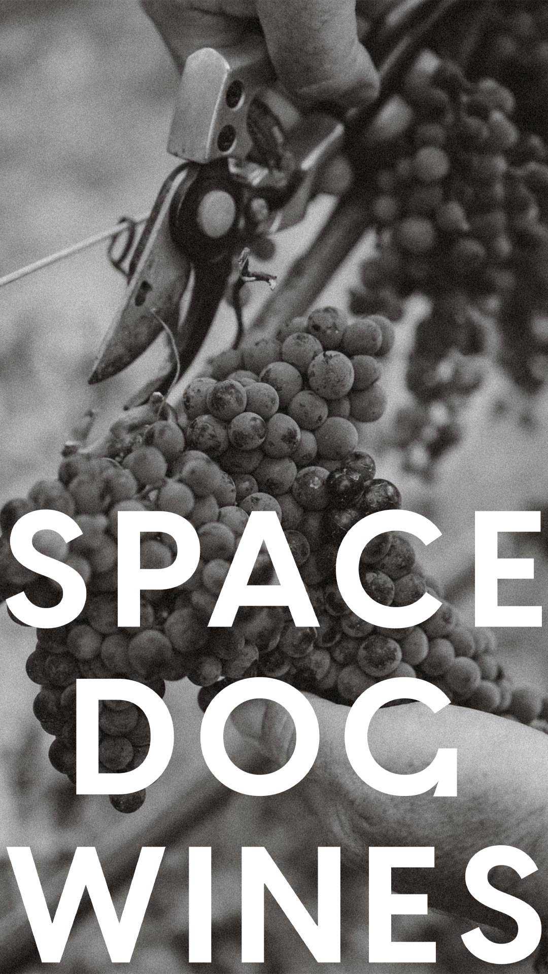 Spacedog-social-media-1080x1920_13.jpg