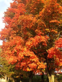 Take in the Beauty of the Fall Season