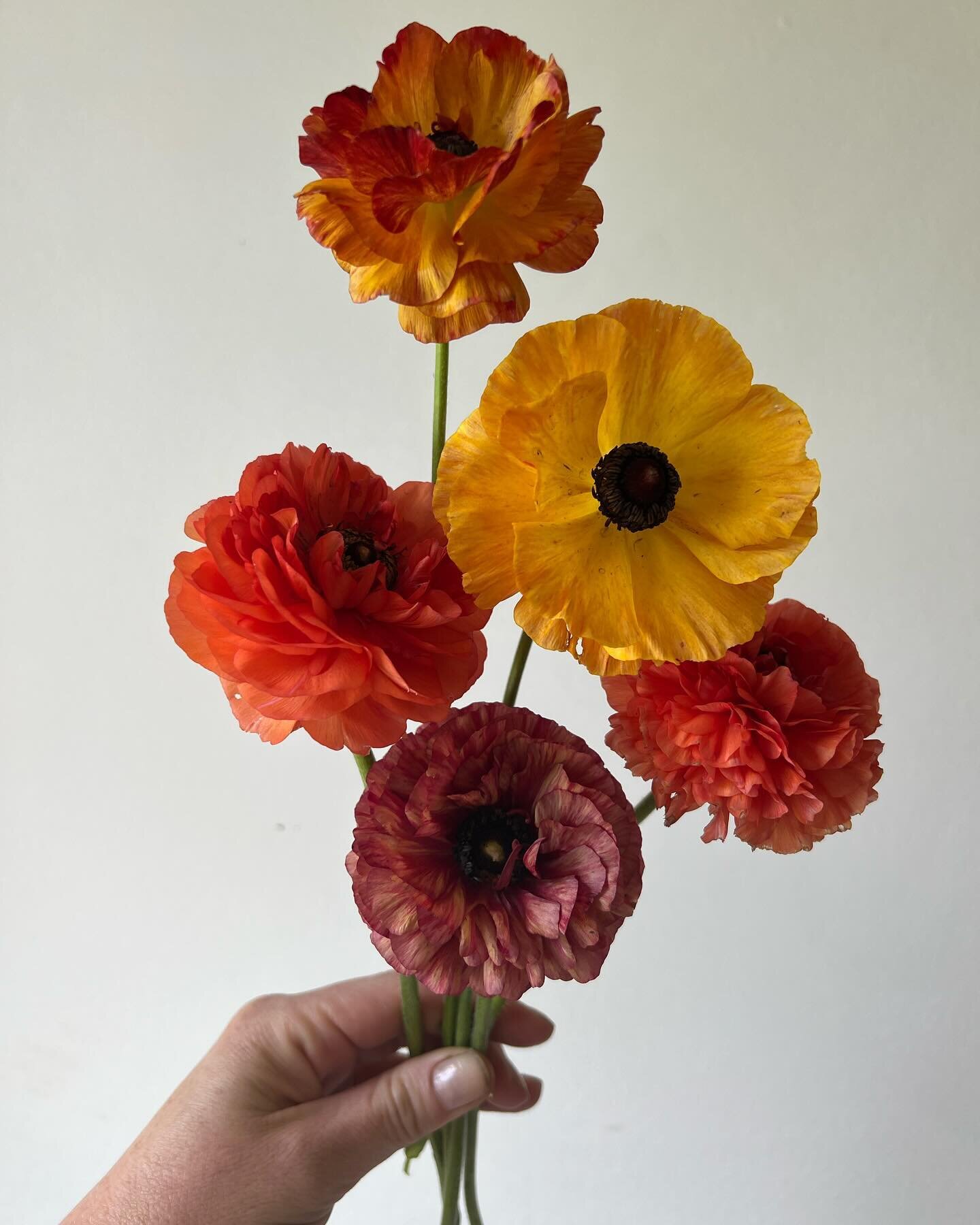 Last year at this time I was tending to a bunch of seed starts in my kitchen&hellip; wanting to give flower farming a go. It&rsquo;s all such a learning experience, with lots of trial and error. Growing flowers in large quantities takes so much time,