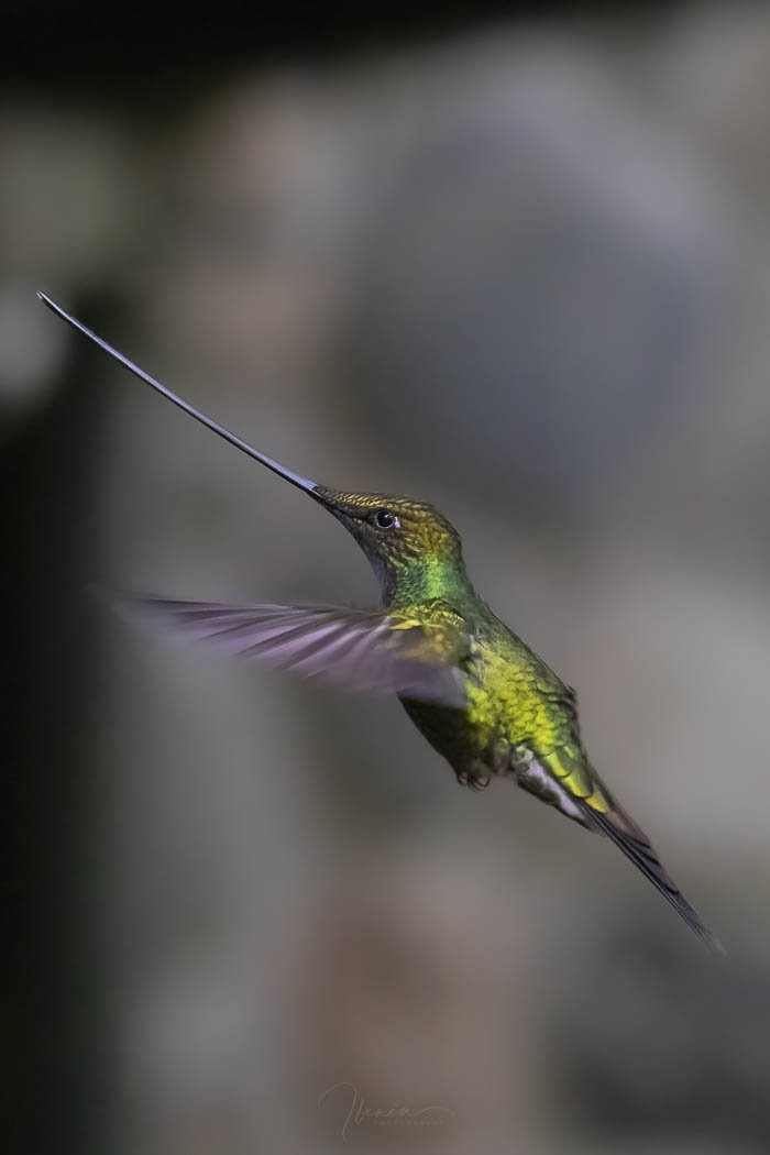 Sword-billed hummingbird