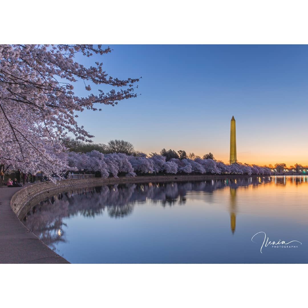 It was nice to be back at the Tidal Basin after two years for sunrise with the Cherry Blossoms. Lots of social distancing, face covering 😷 and a manageable crowd. I guess this sounds repetitive year after year but the Cherry Blossoms are amazingly b