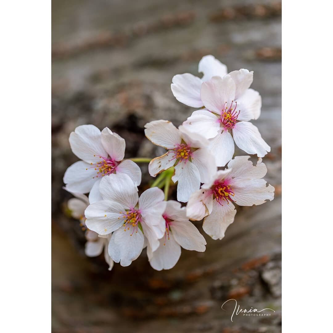 It's #CherryBlossomDC season 🌸