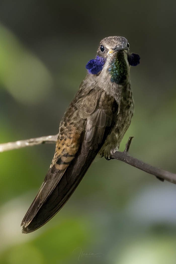 Brown Violetear