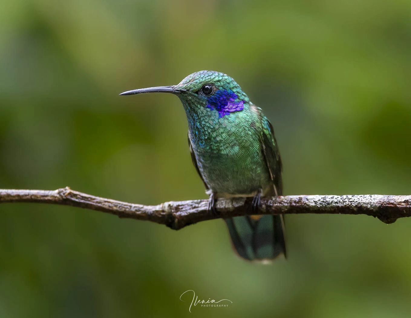 .
Lesser violetear hummingbird on a rainy day 💖

#felicidad #libertad

#birdsofinstagram&nbsp;#best_birds_of_ig #hummingbird&nbsp;
#weeklyfluff&nbsp;#audubon&nbsp;#audubonsociety #birdsandblooms&nbsp;#your_best_birds&nbsp;#bestbirdshots #nature_worl