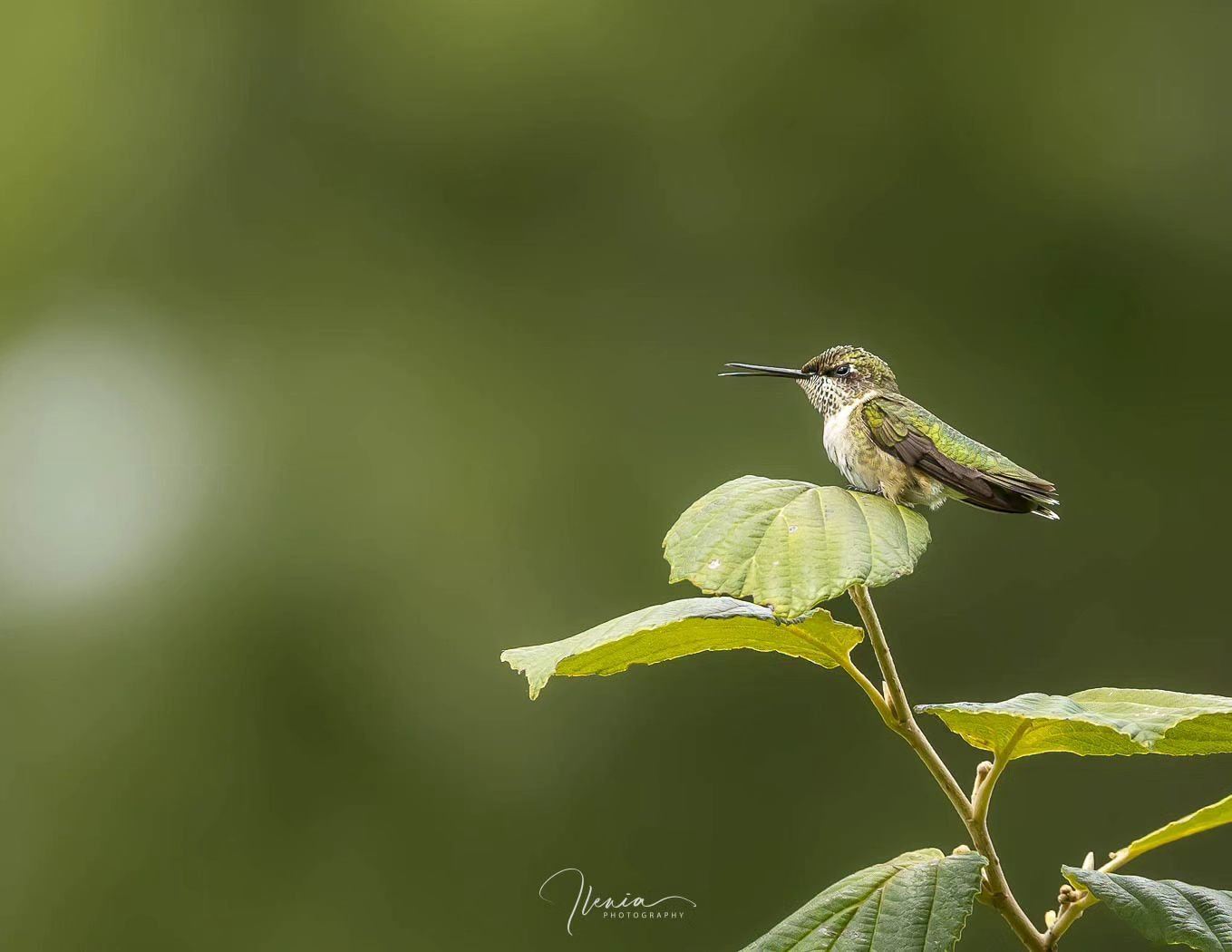 .
This little guy was loving this perch so much yesterday at the park. I guess it gave him the 360&deg; bird's eye view needed to check on his territory 😉

#felicidad #libertad

#birdsofinstagram&nbsp;#best_birds_of_ig #hummingbird&nbsp;
#weeklyfluf