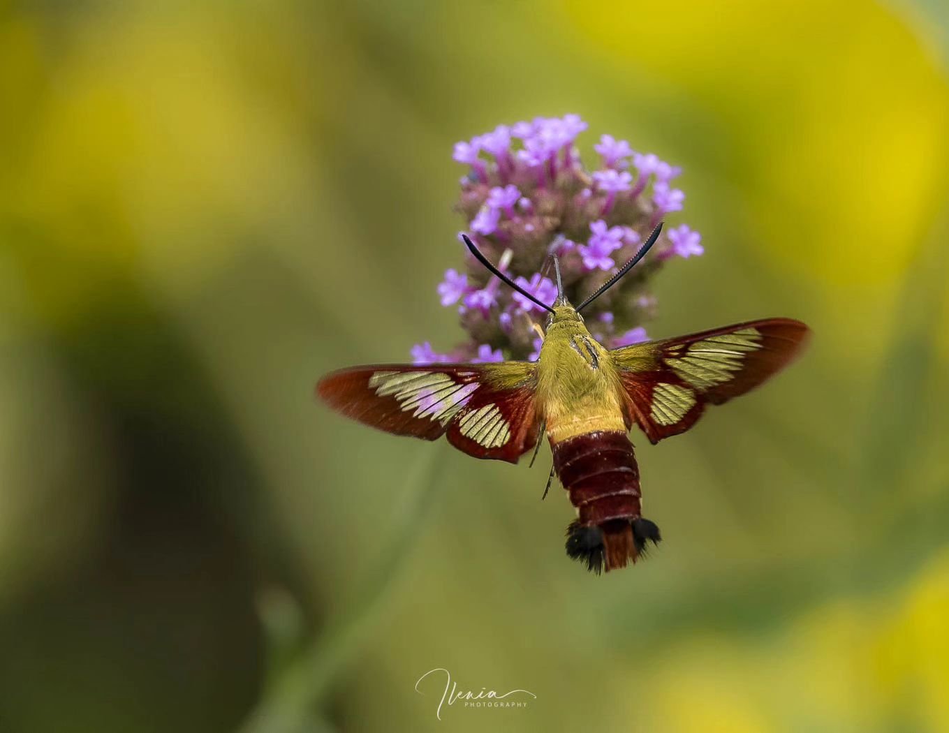 .
This was just the second time I've ever seen a hummingbird moth (I hear it's a rare treat). Thanks to @joelboches who spotted it. 

#libertad

#birdphotography #nature #birdsofinstagram #naturephotography #wildlifephotography #birdwatching #photogr