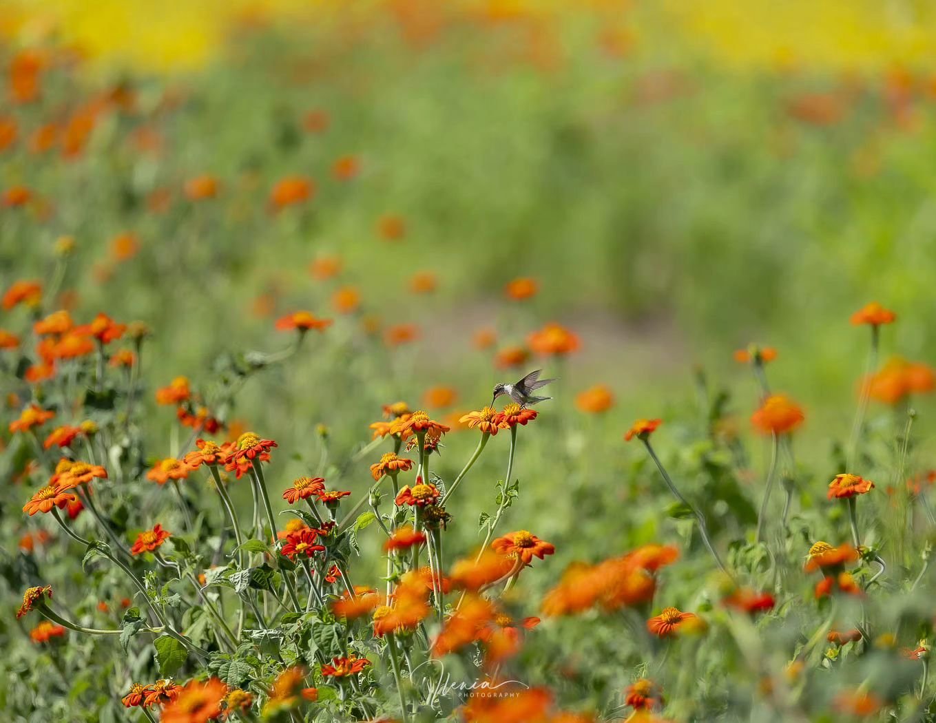 .
This weekend I wanted to focus on photographing sunflowers but fate had something different for me. There were several hummingbirds hovering around these flowers that I could not resist.

Can you spot the ruby-throated hummingbird?

#libertad

#bir