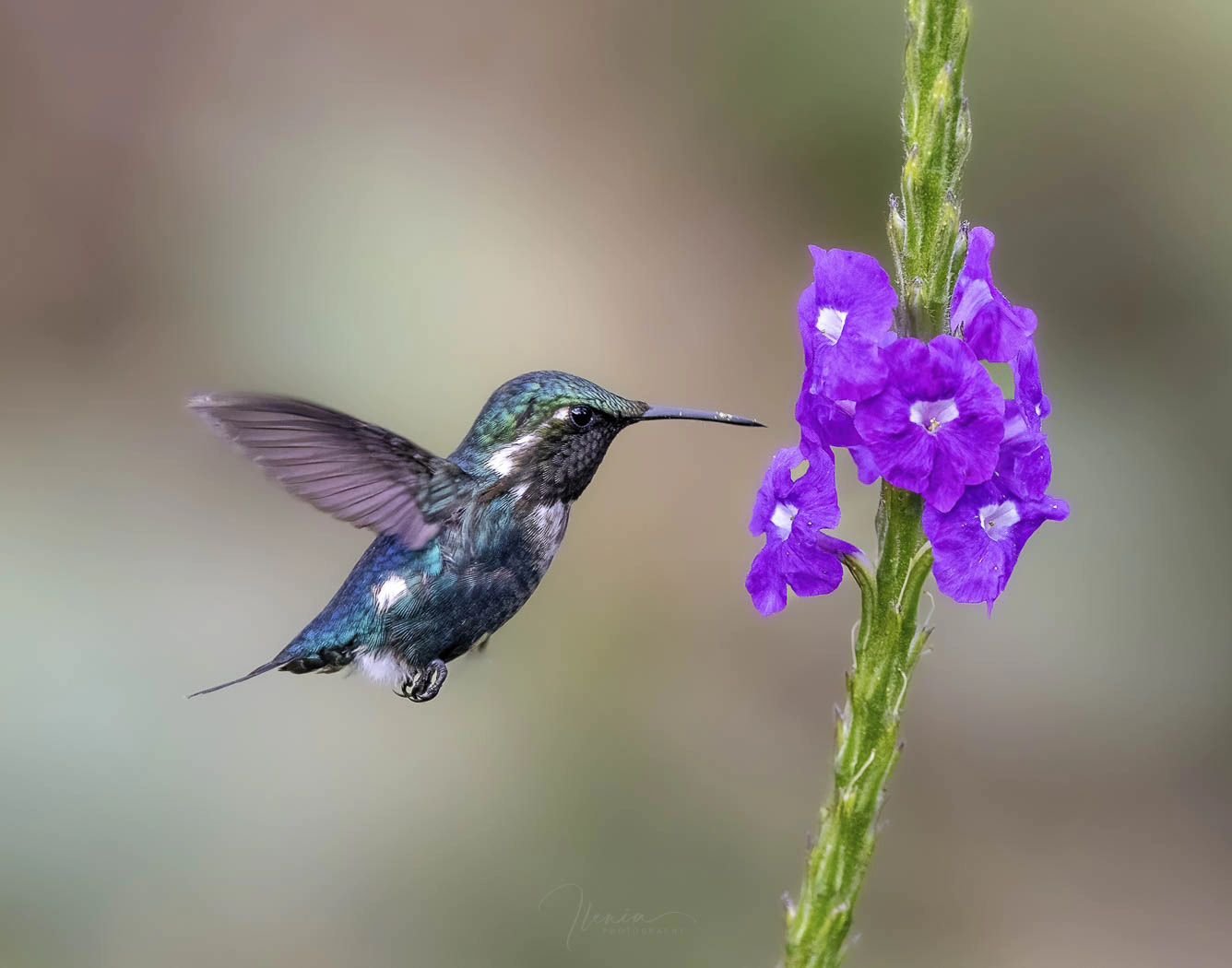 .
The print of this tiny cutie male Gorgeted woodstar hummingbird of about 2.5 inches is on exhibit at @beaneticscoffee Coffee Roasters right now through September 3rd.

This exhibit showcases several photos of hummingbirds taken in Virginia and Ecua