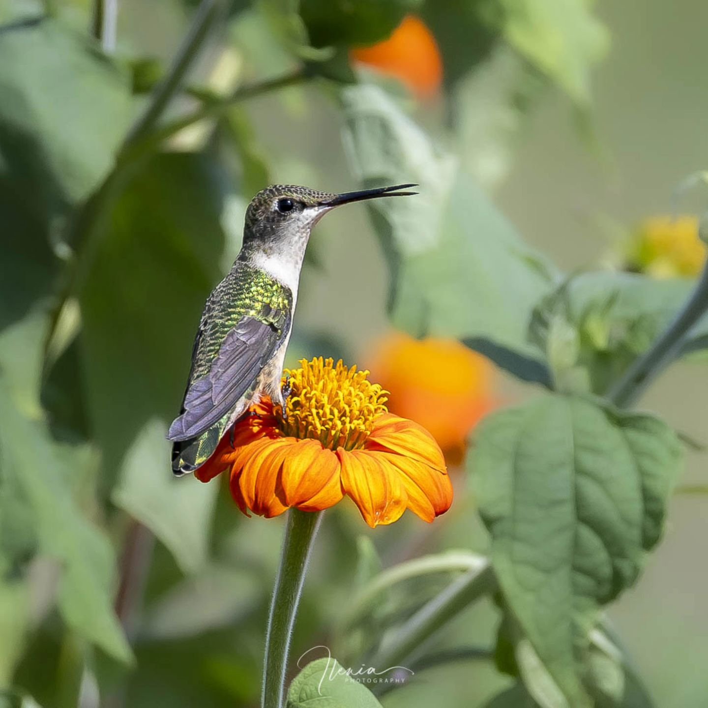 .
You look so pretty on that flower 🌼 wishing you a wonderful weekend!

#felicidad #libertad

#birdsofinstagram&nbsp;#best_birds_of_ig #hummingbird&nbsp;
#weeklyfluff&nbsp;#audubon&nbsp;#audubonsociety #birdsandblooms&nbsp;#your_best_birds&nbsp;#bes