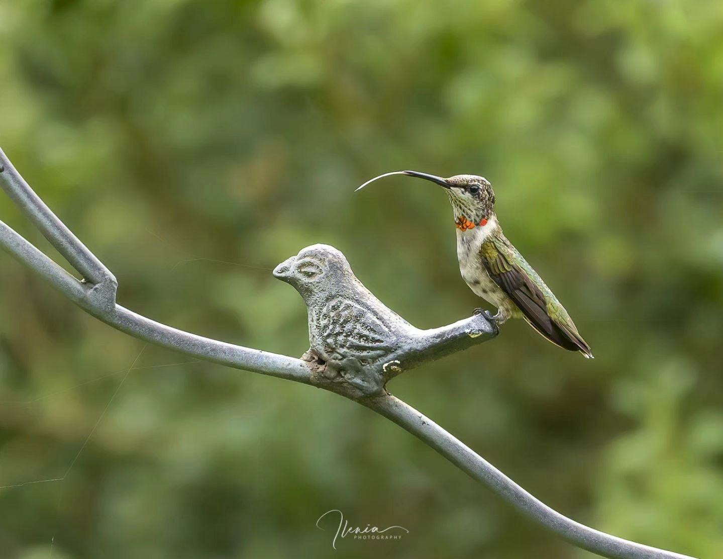 .
Could you guess which one is the real bird? 🤭 we couldn't believe our eyes when this young male ruby-throated hummingbird perched on the bird statue.

#felicidad #libertad

#birdsofinstagram&nbsp;#best_birds_of_ig #hummingbird&nbsp;
#weeklyfluff&n