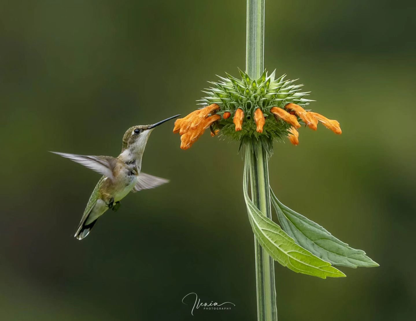 .
After a long wait... my purpose of getting the ruby-throated in as many blossoms this year before they migrate south.

#felicidad #libertad

#birdsofinstagram&nbsp;#best_birds_of_ig #hummingbird&nbsp;
#weeklyfluff&nbsp;#audubon&nbsp;#audubonsociety