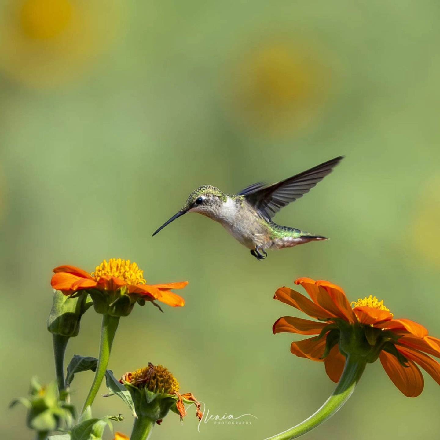 .
Happy National Hummingbird day. It is celebrated the first Saturday in September.

#felicidad #libertad

#birdsofinstagram&nbsp;#best_birds_of_ig #hummingbird&nbsp;
#weeklyfluff&nbsp;#audubon&nbsp;#audubonsociety #birdsandblooms&nbsp;#your_best_bir
