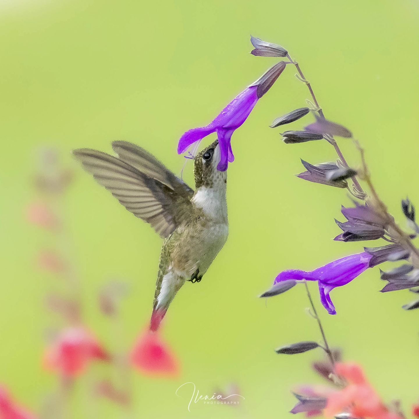 .
Lovely Thursday

#felicidad #libertad

#birdsofinstagram&nbsp;#best_birds_of_ig #hummingbird&nbsp;
#weeklyfluff&nbsp;#audubon&nbsp;#audubonsociety #birdsandblooms&nbsp;#your_best_birds&nbsp;#bestbirdshots #nature_worldwide_birds&nbsp;
#birds_captur
