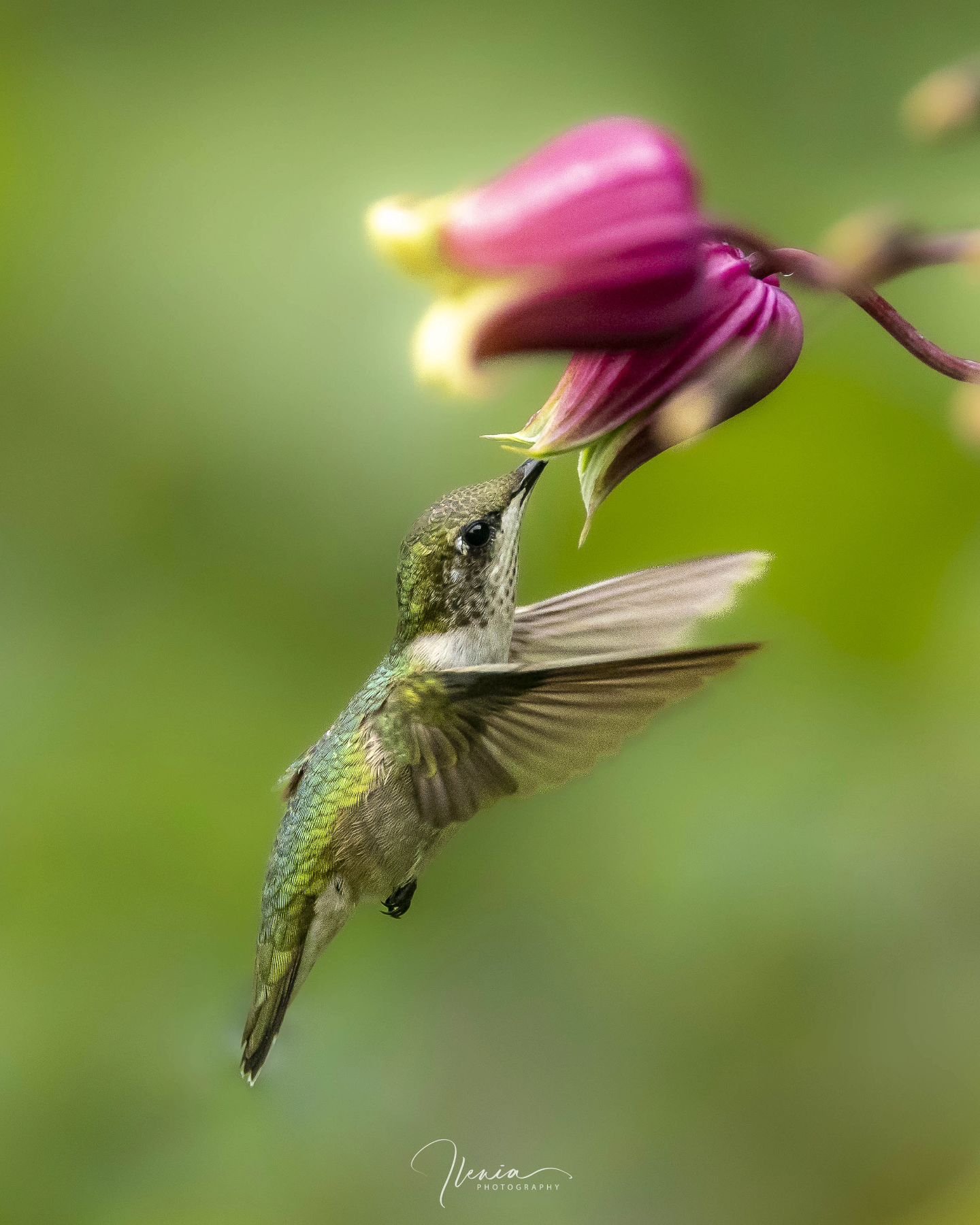.
Hummingbirds are long gone from the area and we are already looking forward to spring 😀 Have a lovely Sunday!

#felicidad #libertad

#birdsofinstagram&nbsp;#best_birds_of_ig #hummingbird&nbsp;
#weeklyfluff&nbsp;#audubon&nbsp;#audubonsociety #birds