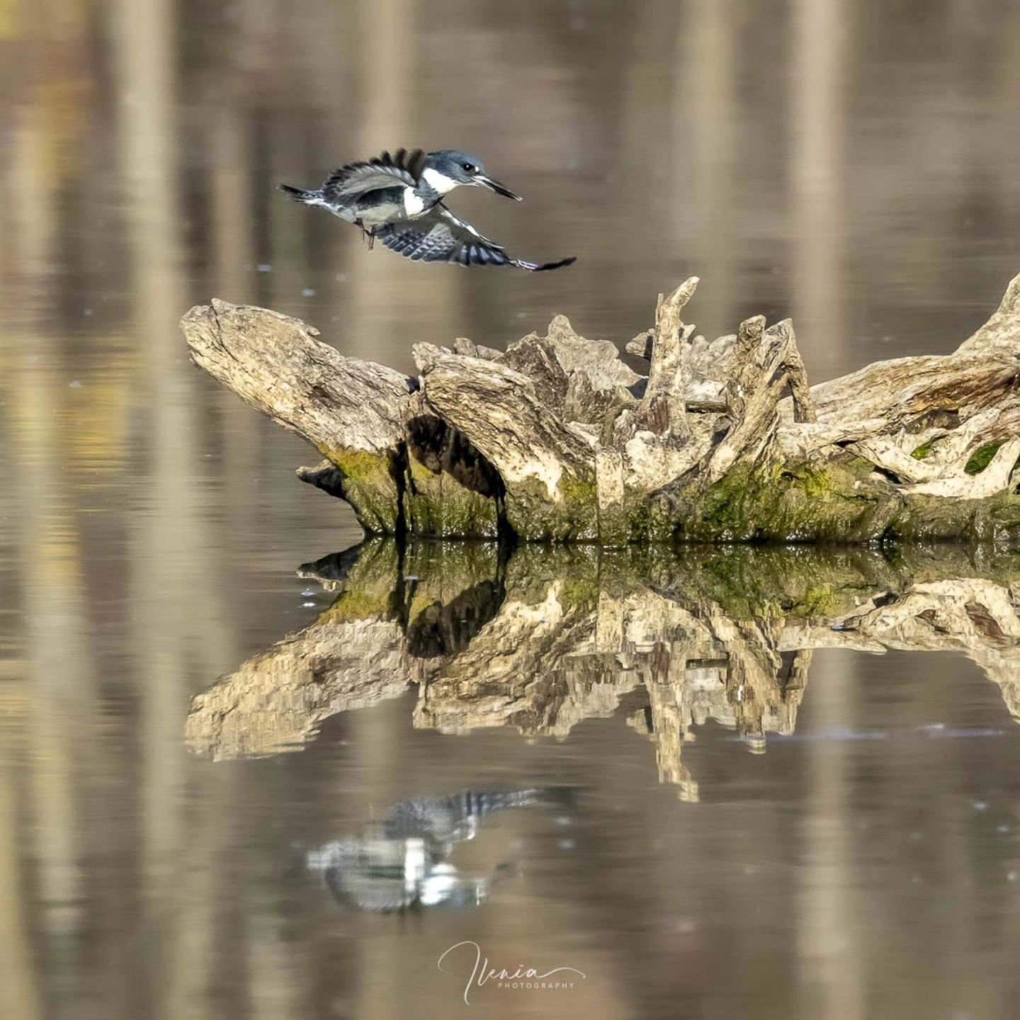 .
A kingfisher flies to another stump.

#birdphotography #nature #birdsofinstagram #naturephotography #wildlifephotography #birdwatching #photography #birdlovers #captures #naturelovers  #canon #birdstagram #bestbirdshots #birdlife #photooftheday #ca